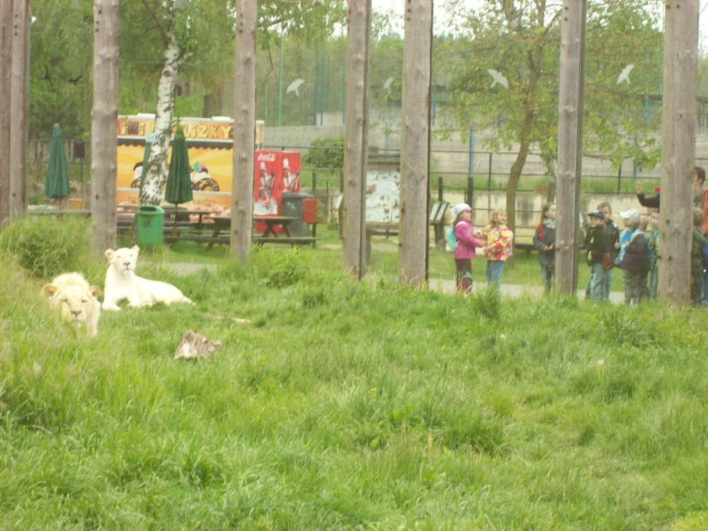 img00095.jpg