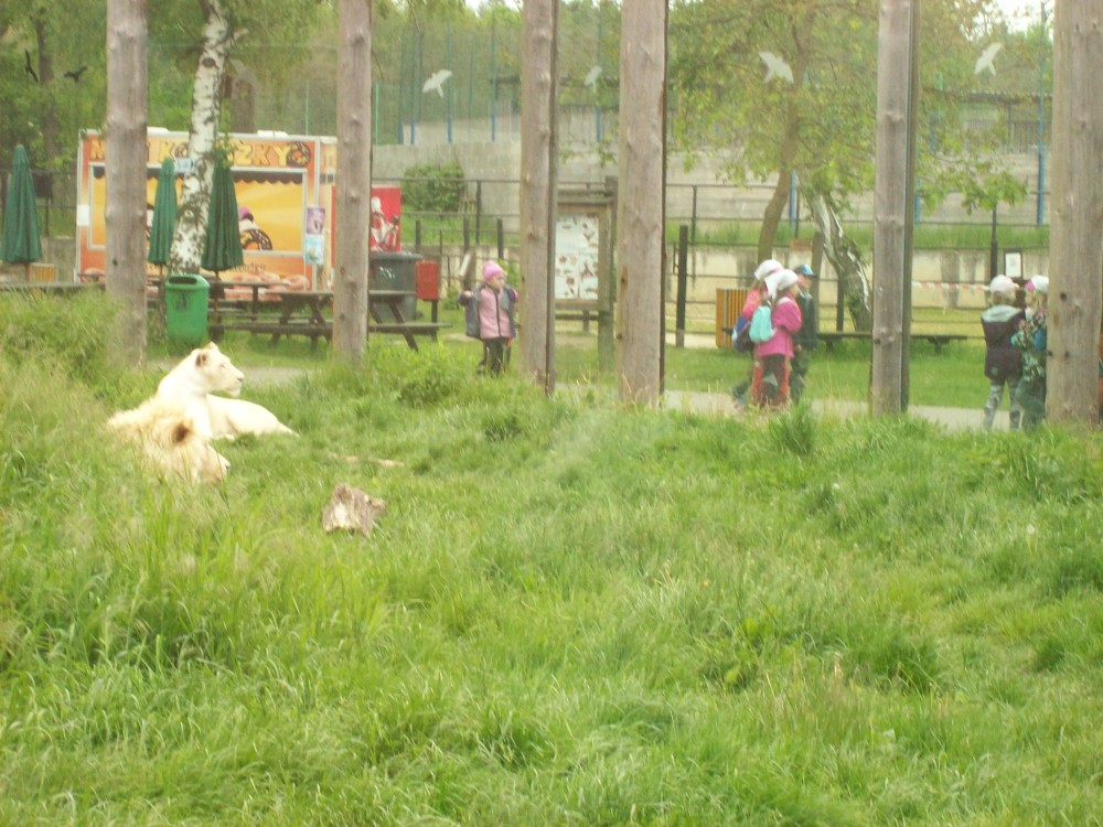 img00096.jpg