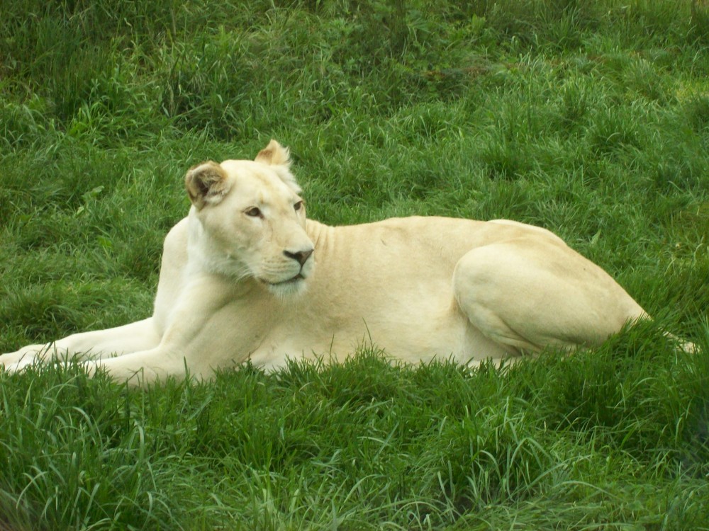 img00097.jpg